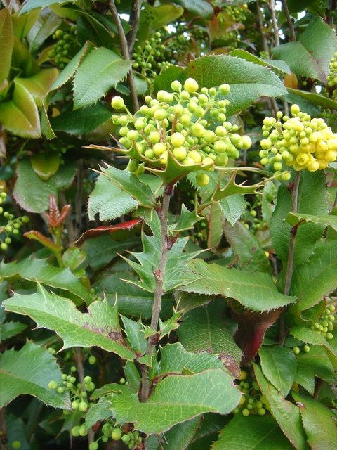X Mahoberberis x mietkeana (aquisargentii)